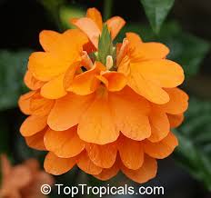 Image result for Crossandra fruticulosa