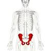 The lower part of the abdomen, located between the hip bones. 1