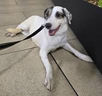 Gayle Citta – Humane Society of Sonoma County