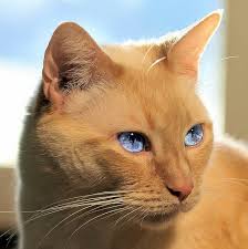Beautiful Cat Kedi Hayvanlar Cats