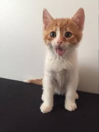 Sadece Whatsapp Istanbul British Shorthair Kedi Sahiplendirme