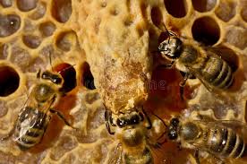Free for commercial use no attribution required high quality images. 6 396 Queen Bee Photos Free Royalty Free Stock Photos From Dreamstime
