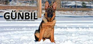 Male czech ddr working sire, west german show line dam. German Shepherd Dog Puppy Prices