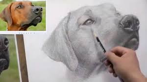 Einfache skizzen zum zeichnen mit bleistift für anfänger. Hund Zeichnen Mit Bleistift Fur Anfanger Tiere Zeichnen Tutorial Online Schulprogramm De