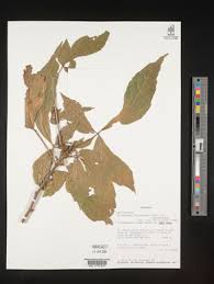 Image result for Pancovia golungensis