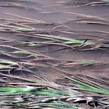 Image result for Zosteraceae