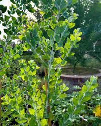 Image result for Acacia podalyriifolia