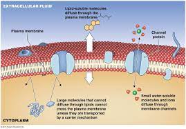 Diffusion Across The Plasma Membrane Plasma Membrane Human Anatomy And Physiology Science Notes