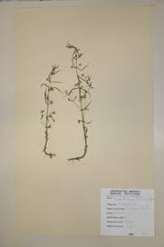 Image result for Bacopa floribunda