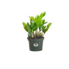 Maybe you would like to learn more about one of these? United Nursery Zamioculcas Zamiifolia Zz Plant Live Indoor Outdoor House Plant Ships In 6 Inch Grower Pot At 12 16 Inches Tall Walmart Com Walmart Com