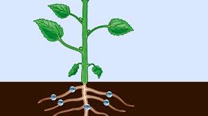They are wider and shorter than tracheids. Vessel Plant Anatomy Britannica