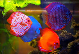 Image result for ikan discus