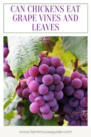 The juice from the grapes bastes the chicken on the inside. Can Chickens Eat Grape Vines And Leaves Canned Chicken Chicken Eating Grapes
