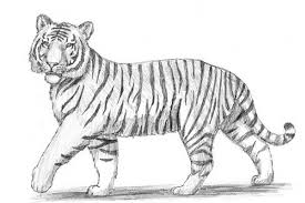 270 446 просмотров • 16 февр. How To Draw A Tiger Easy With A Pencil For Beginners Step By Step Tiger Drawing Tiger Art Drawing Tiger Illustration