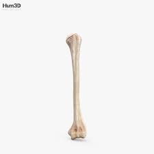 Humerus Bone 3d Model Cgtrader