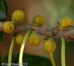 Image result for Ficus stuhlmannii