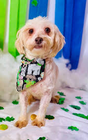 Pet Adoption League added a new photo.