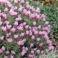 1,316 buy garden flowers products are offered for sale by suppliers on alibaba.com, of which flower pots & planters accounts for 13%, decorative there are 517 suppliers who sells buy garden flowers on alibaba.com, mainly located in asia. Lavandula Strawberry Ruffles French Lavender Stoechas Garden Plants Exotic Plants Online