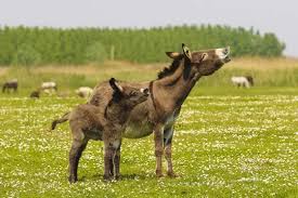 We did not find results for: Mother And Baby Donkeys Bray Stock Photo Adobe Stock