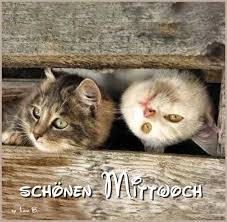 Schonen Mittwoch Susseste Haustiere Ausgestopftes Tier Katzen Tapeten