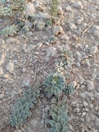 Image result for Euploca ovalifolia