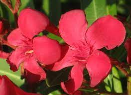 Visualizza altre idee su nomi di fiori, fiori, composizioni floreali. Fiori Rossi Nomi Caratteristiche Origine Immagini Dettagliate