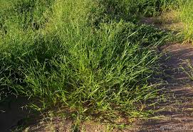 Image result for Urochloa comata