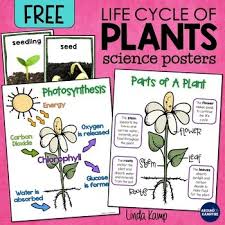 Maybe you would like to learn more about one of these? Plant Life Cycle Science Posters With Parts Of A Plant Photosynthesis Free