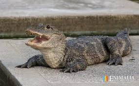 Classifieds Crocodiles For Sale Alligator Caiman