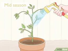 Before introducing any new houseplants into your home, use the white paper spider mites feed on the cells of hundreds of varieties of plants. How To Get Rid Of Red Spider Mites Organically 14 Steps