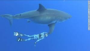 Divers Swim With Rare Great White Shark Cnn Video Our goal👇🏽 shift public perspective of sharks by sharing impactful photos and videos from every corner of the globe!