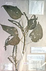 Image result for Acalypha polymorpha