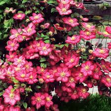 Check spelling or type a new query. Clematis Ville De Lyon Schnell Und Gunstig Online Kaufen Meingartenshop