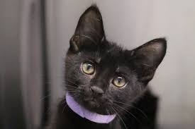 Symptoms begin four to fourteen days after exposure. Ringworm Recovery
