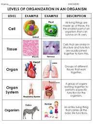 Levels Of Organization In Living Things Sort Atom To Organism Levels Of Organization Biology Nursing School Organization Science Teaching Resources