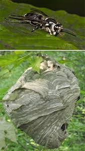 I have discovered a bald faced hornet nest in my garden. December 2017 Of Blight And Blogs