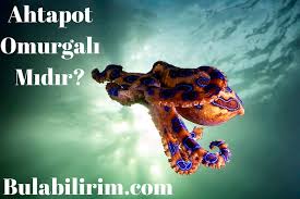ahtapot omurgali midir ahtapot omurgasiz midir hayvanlar hakkinda sorulariniz