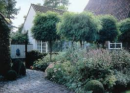 Prunus Fruticosa Globosa Nana Kugel Steppen Kirsche Vorgarten Garten Gartenprodukte