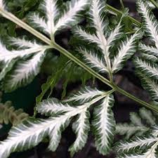 Image result for Pteris similis