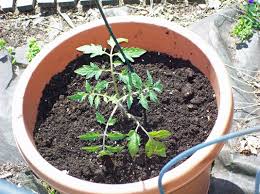 What kind of soil to use for potted plants? Container Gardening How To Plant Vegetables In Pots Dummies