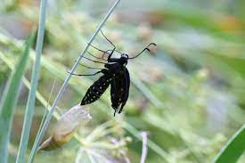 Swallowtail butterflies spend the winter as a chrysalis and can stay a chrysalis for 9 months and more if the day length where the chrysalis is located isn't 14 hours or more. Eastern Black Swallowtail Butterfly Emerging From Chrysalis Ncpedia