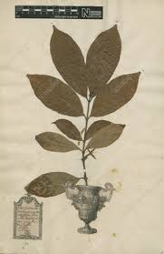 Coffea is a genus of flowering plants in the family rubiaceae. Pressed Coffee Tree Leaves Stock Image C009 9994 Science Photo Library