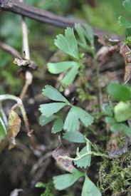 Image result for Elaphoglossum kivuense