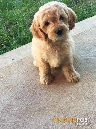 Australia post provides reliable and affordable postal, retail, financial and travel services. Toy Cavoodle Puppies For Sale In West Melbourne Vic Toy Cavoodle Puppies Puppies Cute Puppy Breeds Cavapoo Puppies