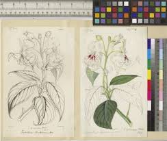 Image result for Impatiens psychadelphoides