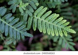 Image result for Pleopeltis