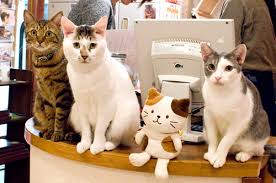 Cat cafes have taken off in japan in the last few years. Cat Cafes