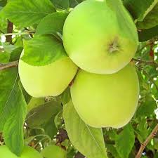 Image result for Granny Smith