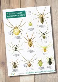 House And Garden Spiders Laminated Id Chart Steven