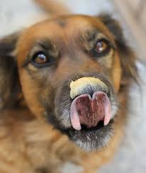 Maybe you would like to learn more about one of these? Nuts That Are Unsafe For Dogs To Eat Mom Com